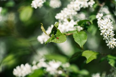 Baharda yeşil yapraklı bir uğur böceği..