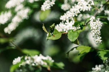 Baharda yeşil yapraklı bir uğur böceği..