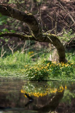 Ormanda sularla ve çiçeklerle dolu bir bataklık.