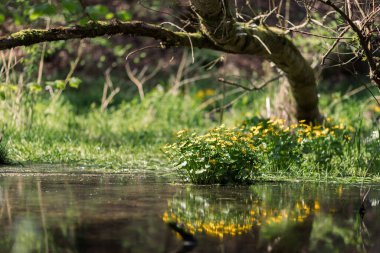 Ormanda sularla ve çiçeklerle dolu bir bataklık.