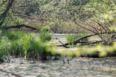Doğada sulak arazi ve yeşil çimenler..