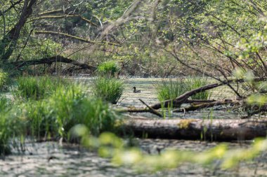 Doğada sulak arazi ve yeşil çimenler..