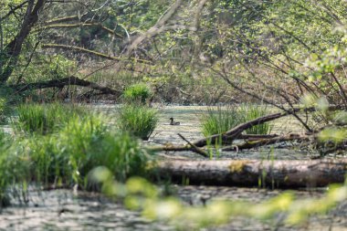 Doğada sulak arazi ve yeşil çimenler..