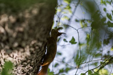 Doğadaki ağaçta bir sincap.