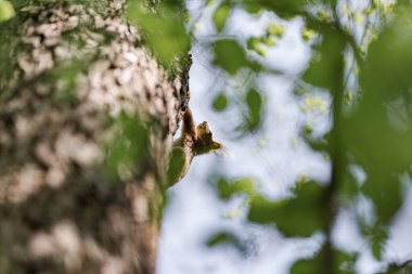 Doğadaki ağaçta bir sincap.