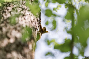 Doğadaki ağaçta bir sincap.
