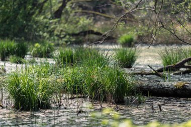 Doğada sulak arazi ve yeşil çimenler..