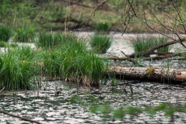 Doğada sulak arazi ve yeşil çimenler..