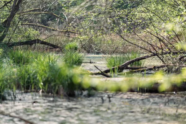 Doğada sulak arazi ve yeşil çimenler..