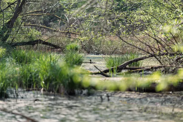 Doğada sulak arazi ve yeşil çimenler..