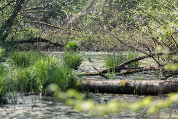 Doğada sulak arazi ve yeşil çimenler..