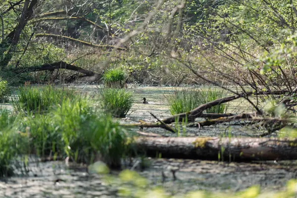 Doğada sulak arazi ve yeşil çimenler..