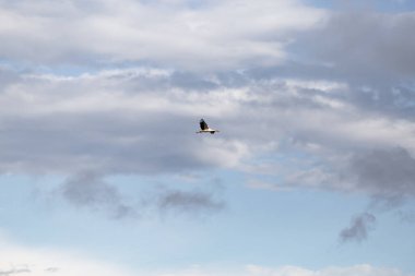 Gökyüzünde uçuşan beyaz bir leylek.