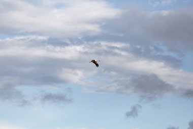 Gökyüzünde uçuşan beyaz bir leylek.