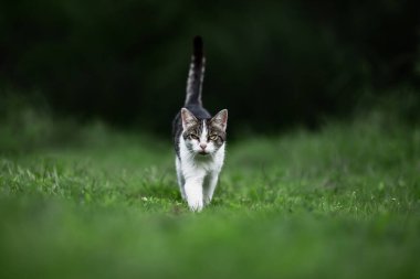 Evcil bir kedi çimlerin üzerinde