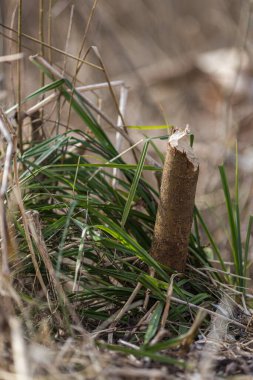 Bir kunduz tarafından tahrip edilmiş bir ağaç