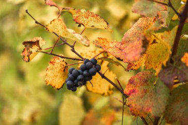 Sarı sonbahar yapraklı mor rapevine