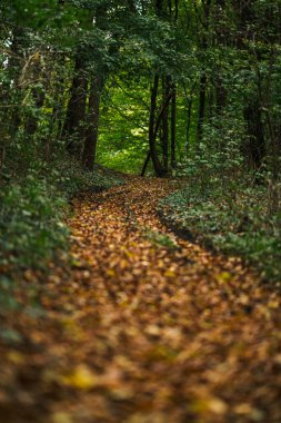Sonbahar renkleri ve yerde yaprakları olan ormanda bir patika..