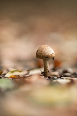 Orman zemininde yapraklı bir mantarın makro görüntüsü.