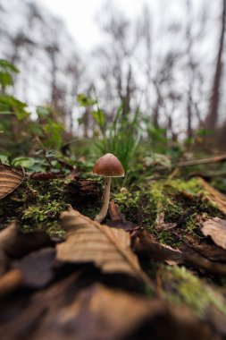 Orman zemininde yapraklı bir mantarın makro görüntüsü.