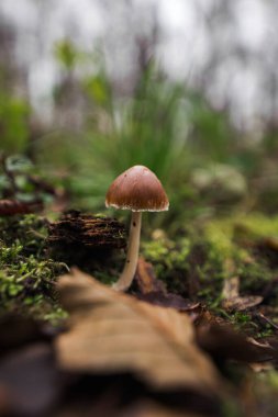 Orman zemininde yapraklı bir mantarın makro görüntüsü.