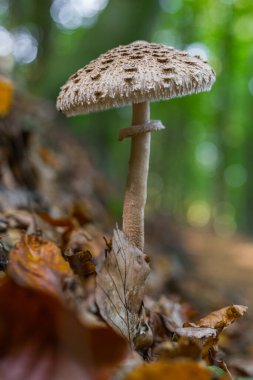 Doğada yetişen bir mantar.