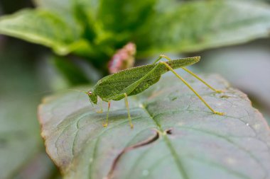 Doğada yaprak üzerinde yeşil bir çekirge.