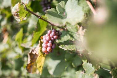 Doğadaki bir tarım bağında üzüm bağları