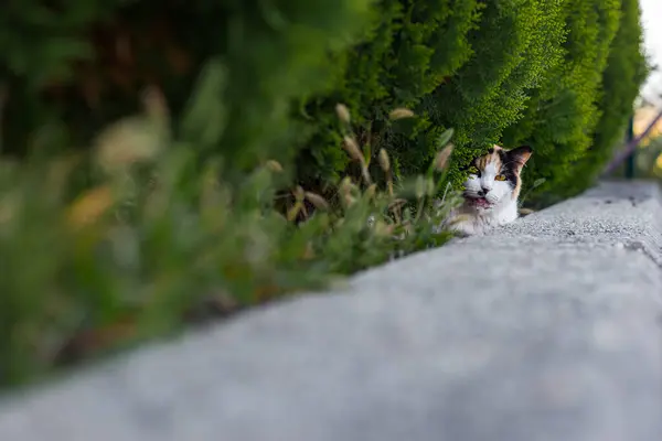 A cat hiding in a green bush