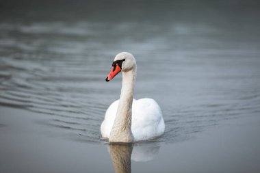 Maribor 'da Drava nehrinde suda yüzen beyaz bir kuğu. Vahşi bir hayvan.