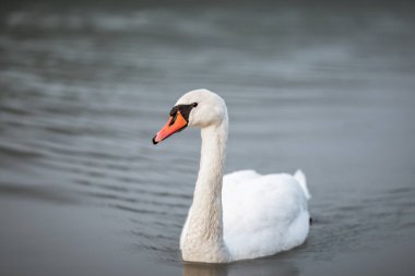 A white swan swimming in water in the river Drava in Maribor. It's an wild animal clipart