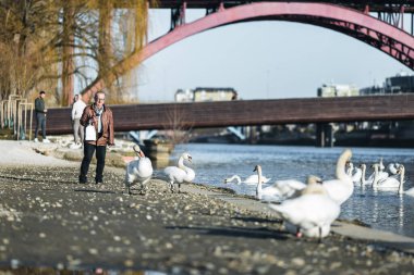 Doğada beyaz bir kuğuyu besleyen bir adam. Hayvan Maribor 'daki Drava nehrinin yanında.