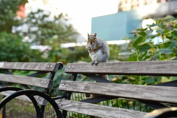 New York'ta yeme sincap