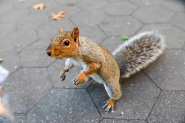 New York'ta yeme sincap