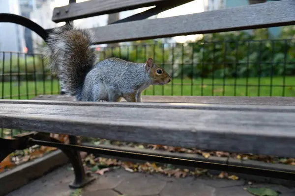 New York'ta yeme sincap