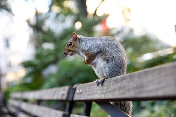 Squirrel eating New york NYC