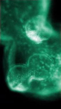 Hücre bölünmesini mikroskopla incelemek. Herhangi bir tıbbi, teknolojik ve benzer proje için hücrelerin soyut animasyonu.