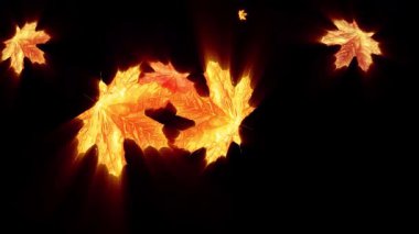Düşen akçaağaç yapraklarının sonbahar animasyonu. Sonbahar doğasının atmosferini taşır..