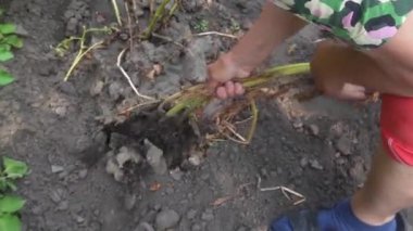 Verimli bir yıl. Harika büyük patatesler çıkarıyoruz..