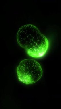 Yaşayan bir organizmanın hücreleri bölünür, kontrol edilemeyen büyüme ve hücre ve bakterilerin çoğalma sürecini açıkça gösterir..