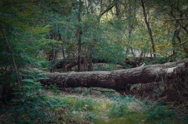 Ormandaki yaşlı ağaç, bitki örtüsü ve doğa
