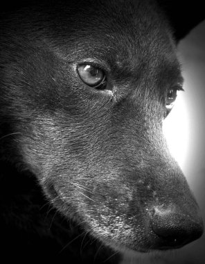 siyah ve beyaz köpek