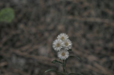 Bahçedeki güzel çiçekler