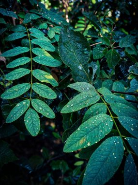 Bahçede yeşil yapraklar