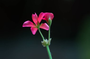 the beautiful flowers and grass with natural colors in malaysia