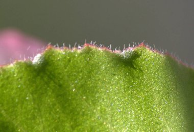 macro shot of flower in a green leaf.