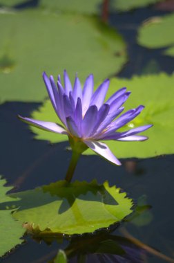 Gölette nilüfer çiçeği