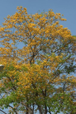 Güzel botanik fotoğrafı, doğal duvar kağıdı.