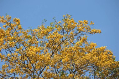 Bahçedeki sarı çiçekler