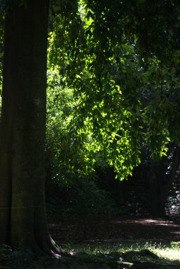 Gündüz vakti ormandaki güzel bir park görüntüsü.